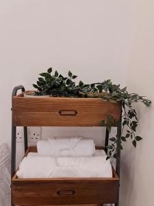 a wooden shelf with a plant on top of it at Cosy flat - with excellent transport links in South Norwood
