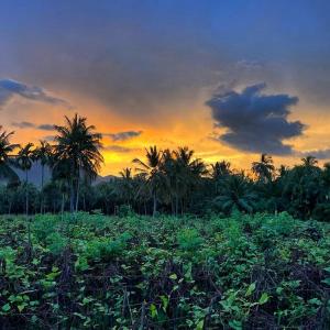 a field with palm trees in front of a sunset at Blue Mountains View in Dambulla