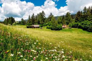 Fotografie z fotogalerie ubytování Panorama Apartment Bauernhof Mandl v destinaci Murau