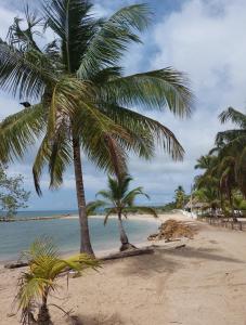 dos palmeras en una playa con el océano en HOTEL HAUSE San Antero Córdoba, en San Antero
