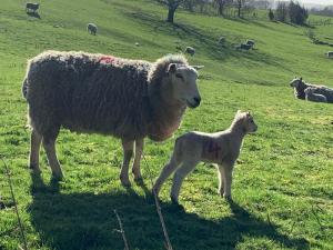 Altri animali domestici presso la stanza in casa privata o nei dintorni