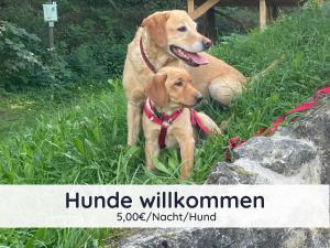 Dois cães sentados na relva ao lado de umas pedras. em Der Fuchsbau - 3 separate Blockhäuser - ruhige Lage - 50m bis zum Wald - eingezäunter Garten em Bad Sachsa