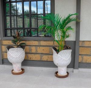 twee vazen met planten voor een raam bij Weber Generations Accommodation in Naivasha