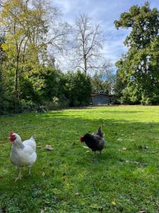 três galinhas em pé na relva num campo em Le P’tit Bois Doré em Blanquefort