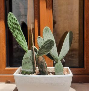 a plant in a white pot on a table at Nanà Maison in Nardò