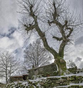 un árbol en la nieve al lado de un edificio en Casa da Fonte - Branda da Aveleira, en Melgaço
