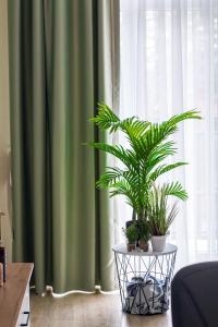 a plant on a table in front of a window at Apartments Malina in Svetlogorsk