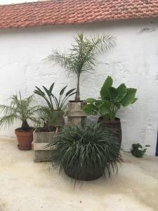 un gruppo di piante in vaso sedute accanto a un muro di A casinha a Encarnação