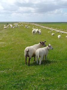 una manada de ovejas pastando en un campo de hierba en Erholung auf der Deichschäferei mit Deichblick en Wangerland