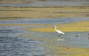 a white bird is standing in the water at Camping Les Perouses in Saint-Clément-des-Baleines