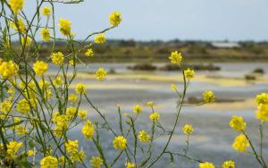 a bunch of yellow flowers in front of a body of water at Camping Les Perouses in Saint-Clément-des-Baleines