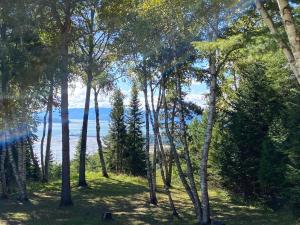 a forest of trees with the ocean in the background at Chalet Sous Les Pins in Les Éboulements