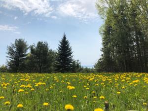 un campo lleno de flores amarillas en un campo en Chalet Sous Les Pins en Les Éboulements