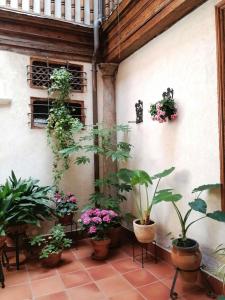A garden outside Narciso Tomé en San justo 4