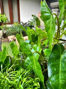 pies leżący w środku roślin w obiekcie Asri Villas Bingin w mieście Uluwatu