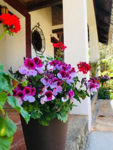 una gran olla de flores en un porche en Casa Lupita, en San Cristóbal de Las Casas