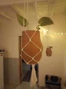 a potted plant hanging from the ceiling in a room at Bougainvillea studio in Dahab