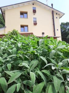 una casa detrás de un seto de plantas verdes en Il Rifugio nel Comero, en Verghereto