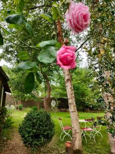 Deux roses roses roses sur un arbre dans une cour dans l'établissement Ty Merzhin, à Huelgoat