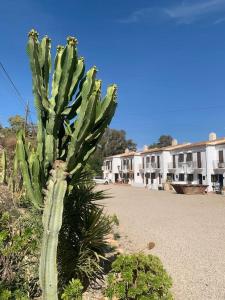 un gran cactus verde al lado de una carretera en Cervantes 3 Mojacar Turre, en Turre