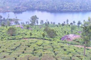 an aerial view of a tea plantation next to a lake at Jungle Villa Munnar in Pooppara