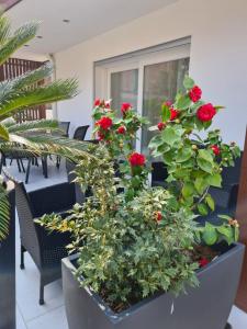 un planteur rempli de roses rouges sur un patio dans l'établissement Residence Klima House de Vilos, à Arco