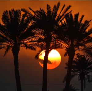 two palm trees in front of a sunset at Riad Ambelar in Erfoud