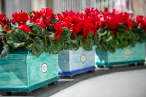 quattro secchi blu pieni di fiori rossi su uno scaffale di Casa Carmela a Positano
