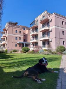 ein Hund, der im Gras vor einem Gebäude liegt in der Unterkunft Apartmani IVANA in Vrnjačka Banja
