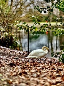 un cisne blanco sentado en el suelo junto a una valla en Beautiful Double En-suite Room, separate entrance, Ilford, Central line Gants Hill, free parking, en Ilford