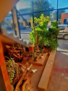 a window with a bunch of potted plants on it at Room in Puerto Madryn