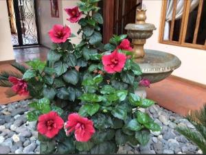 uma planta com flores vermelhas ao lado de uma fonte em Casa Hibiscus Boutique Hotel em Cuenca