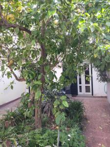 福洛尼卡的住宿－La Dependance in Centro，建筑物前有绿叶的树