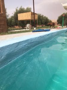 a pool of blue water with a horse in the background at Walid in Marrakech