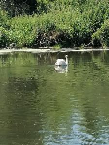 a white swan swimming in a body of water at Ferienhaus zur Donau in Herbertingen