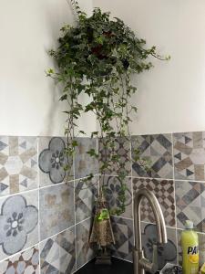 a plant in a vase on top of a kitchen sink at maison entre Disneyland et Paris in Meaux