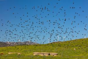 un troupeau d’oiseaux volant dans le ciel au-dessus d’un champ dans l'établissement Casa Rural La Vega 1 en Tarifa, à Tarifa