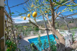 法揚斯的住宿－Maison Fesch, vue panoramique, 120m2, Piscine, 3ch，游泳池旁一棵树上栽有柠檬