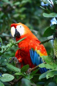 a colorful parrot sitting on a tree branch at Jacamar Lodge Expeditions in Iquitos