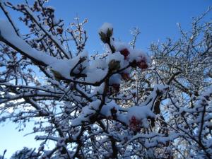 a tree covered in snow with red berries at Blue Water 1 in Wustrow +18 photos