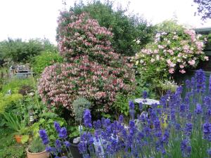 a garden with many different types of flowers at Blue Water 1 in Wustrow