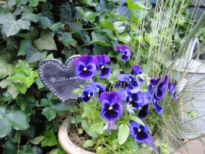 Vườn quanh Blue Water 2