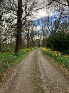 a dirt road with yellow flowers on the side at The Mulberry Apartment at Langford Hall in Newark-on-Trent