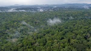 una vista aérea de un bosque de árboles en Gorilla Leisure Lodge en Kisoro