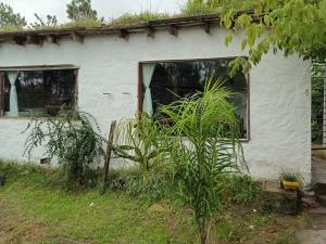ein altes weißes Haus mit zwei Fenstern und einer Pflanze in der Unterkunft La fortuna in Las Toscas