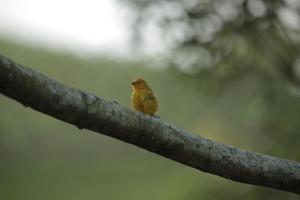 Animais in lodge ou nos arredores