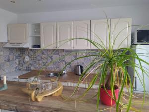 Kuchyňa alebo kuchynka v ubytovaní Apartmán se zahradou v Protivíně
