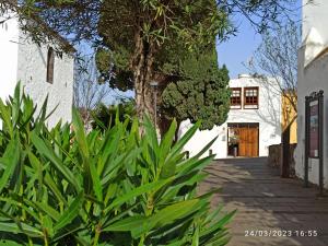 een groep groene planten voor een gebouw bij Casa Magali in Tacoronte