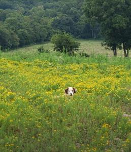 Ein Hund liegt auf einem Blumenfeld in der Unterkunft Goin' Bonanza Glamping Ranch in Hardy