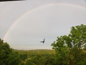 Ein Vogel fliegt über Bäume mit einem Regenbogen im Hintergrund in der Unterkunft Goin' Bonanza Glamping Ranch in Hardy